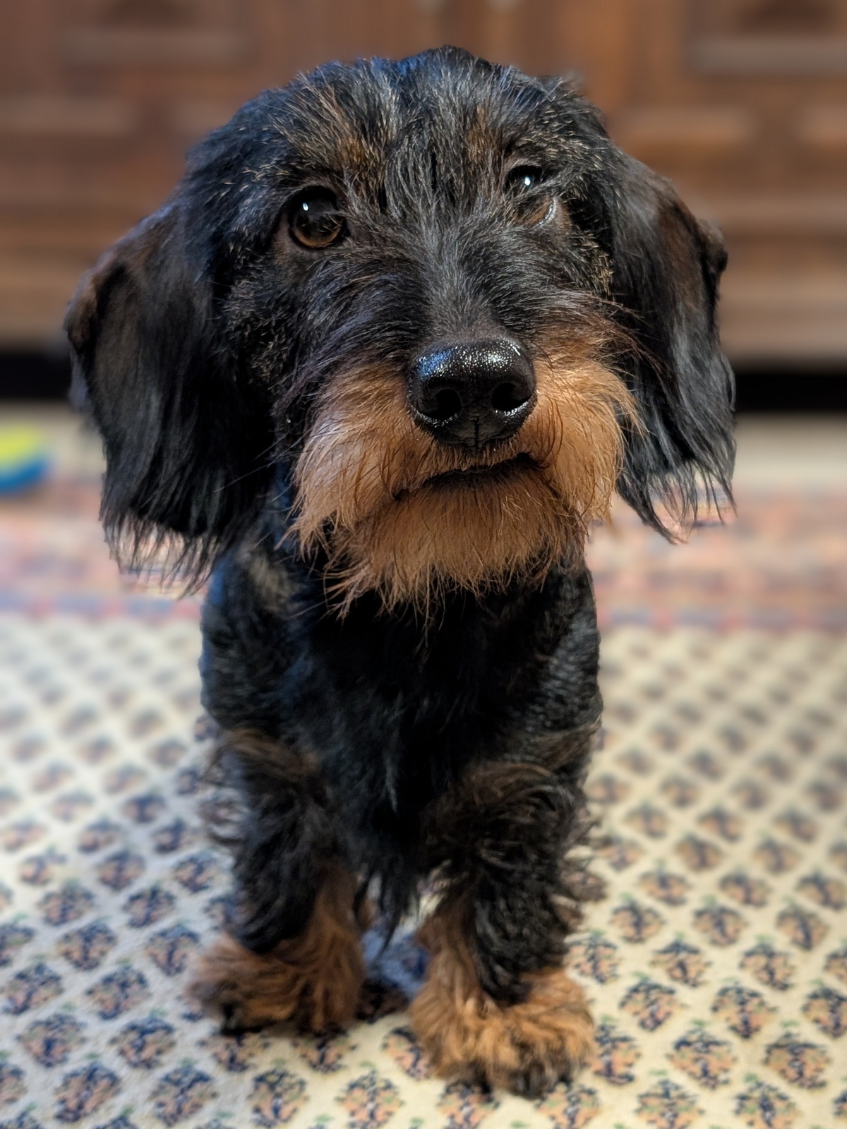 Aska vom Breyer Hamm